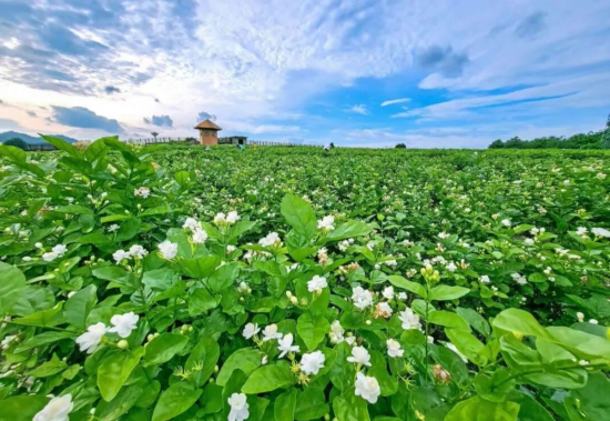 �������򻨲�ҵ��������չս�Խ���